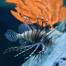 Peixe-Leão